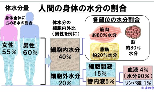 中药材桔梗今日价格-中药桔梗的价格网 :分享中药桔梗的药效-中药材桔梗价格知识